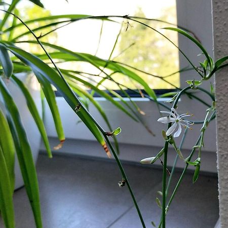 Kempten Mit Bauernhof-Flair Zewnętrze zdjęcie