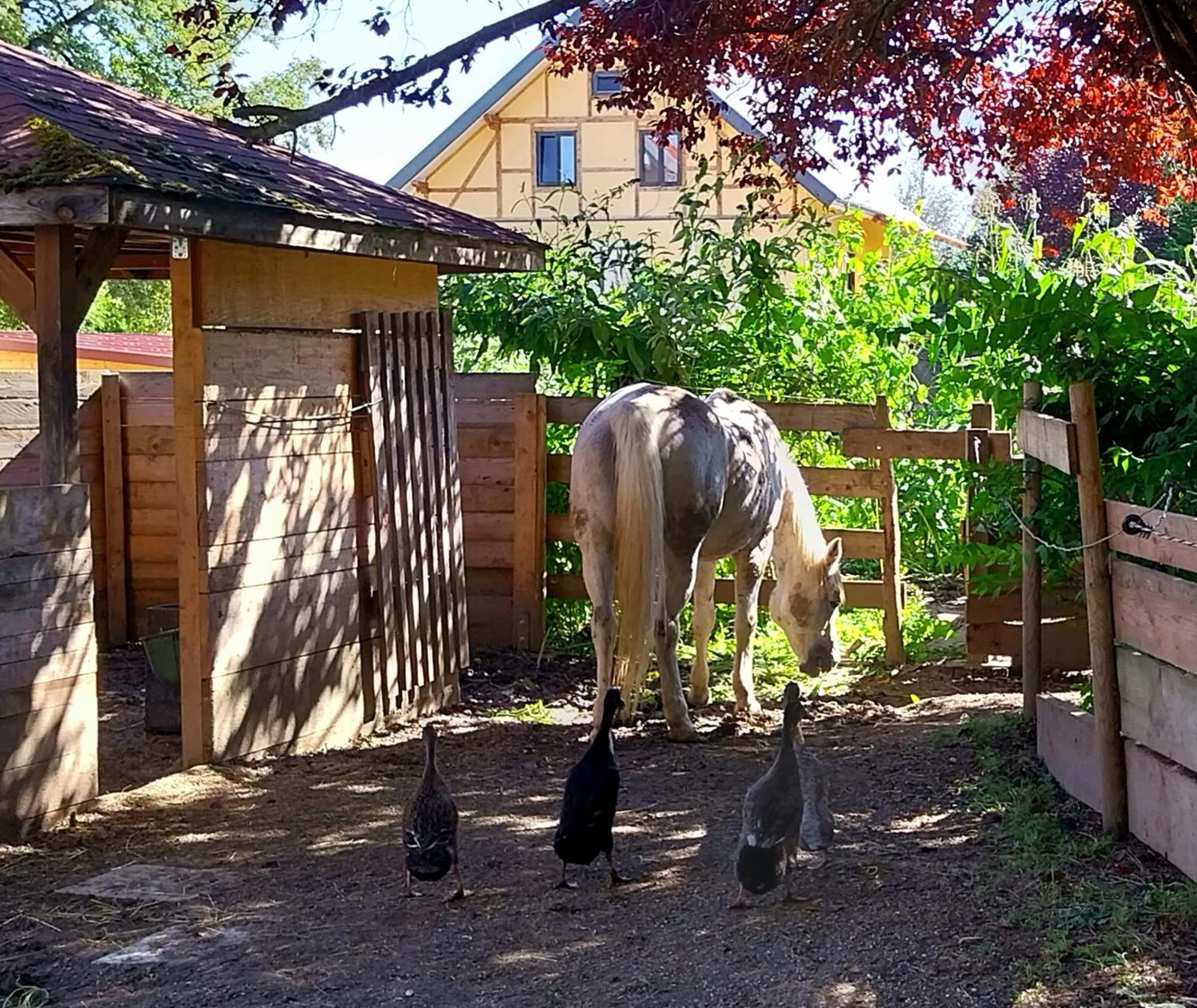 Kempten Mit Bauernhof-Flair Zewnętrze zdjęcie